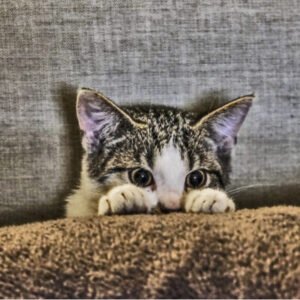 CURIOSIDADES DE GATOS