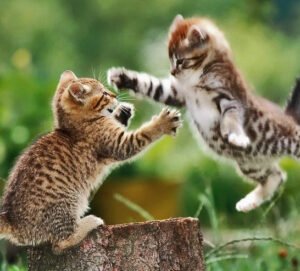 CURIOSIDADES DE GATOS