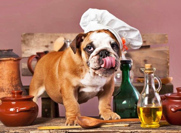 ALIMENTOS PARA TU PERRO