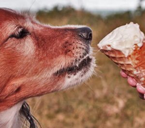 ALIMENTOS PARA TU PERRO