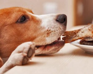 ALIMENTOS PARA TU PERRO