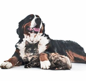 ELEGIR: PERRO O GATO