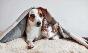 ELEGIR: PERRO O GATO