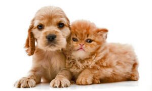 ELEGIR: PERRO O GATO