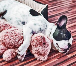 CROQUETAS PARA CACHORRO CROQUETAS PARA CACHORRO