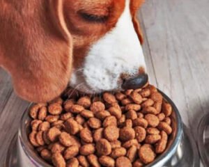 CROQUETAS PARA CACHORRO