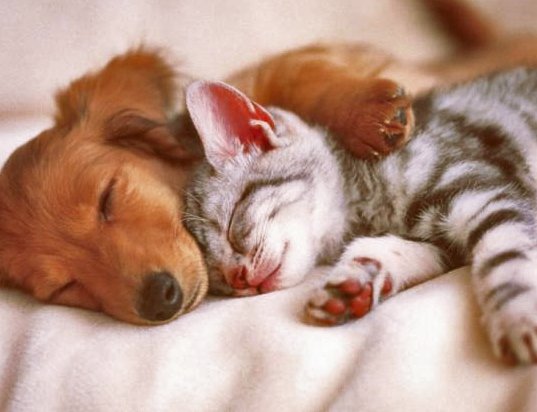 ELEGIR: PERRO O GATO