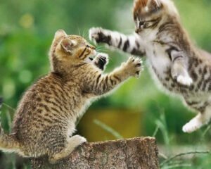 GATO, POR QUE ELEGIRLO GATO, POR QUE ELEGIRLO