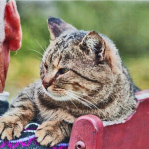 GATO, POR QUE ELEGIRLO GATO, POR QUE ELEGIRLO