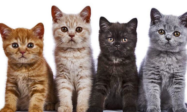 GATO, POR QUE ELEGIRLO