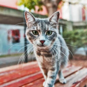 GATO, POR QUE ELEGIRLO GATO, POR QUE ELEGIRLO