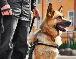 ENTRENAR A NUESTRO PERRO