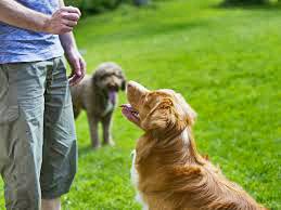 ENTRENAR A NUESTRO PERRO