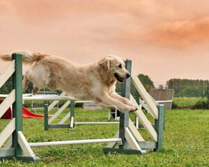 ENTRENAR A NUESTRO PERRO