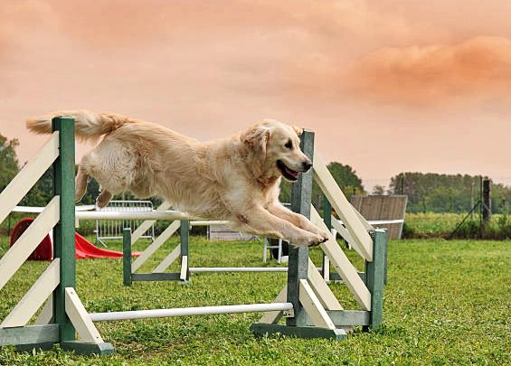 ENTRENAR A NUESTRO PERRO