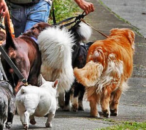 MANADA DE PERROS MANADA DE PERROS