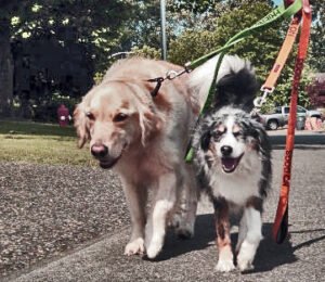 MANADA DE PERROS MANADA DE PERROS