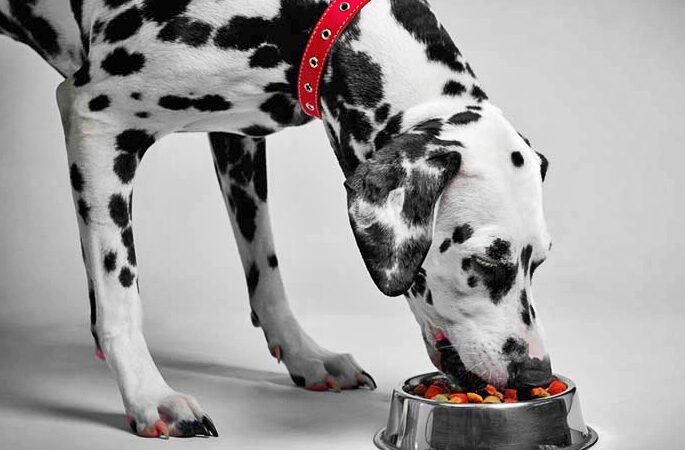 NUTRICIÓN PARA PERROS ADULTOS