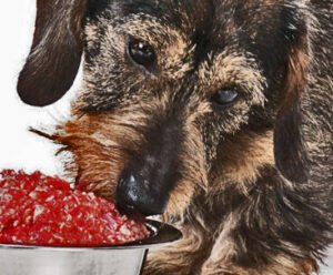 NUTRICIÓN PARA PERROS ADULTOS