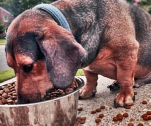 NUTRICIÓN PARA PERROS ADULTOS