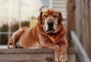 NUTRICIÓN PARA PERROS ADULTOS