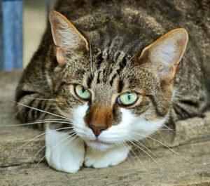 GATO CAZADOR GATO CAZADOR