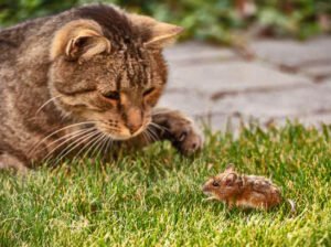GATO CAZADOR GATO CAZADOR