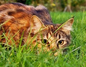 GATO CAZADOR GATO CAZADOR