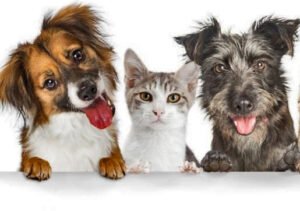 ALIMENTOS SALUDABLES ALIMENTOS SALUDABLES