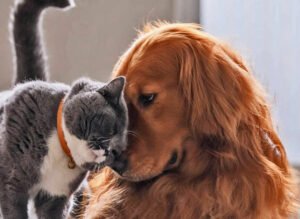 ALIMENTOS SALUDABLES ALIMENTOS SALUDABLES