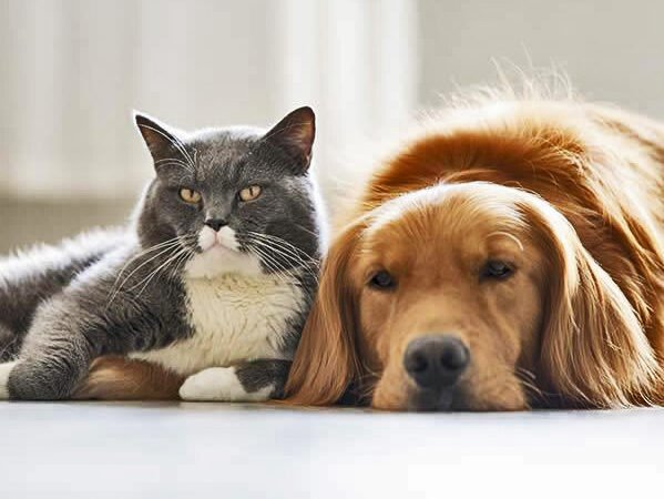 ALIMENTOS SALUDABLES